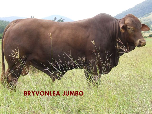 Bryvonlea Jumbo